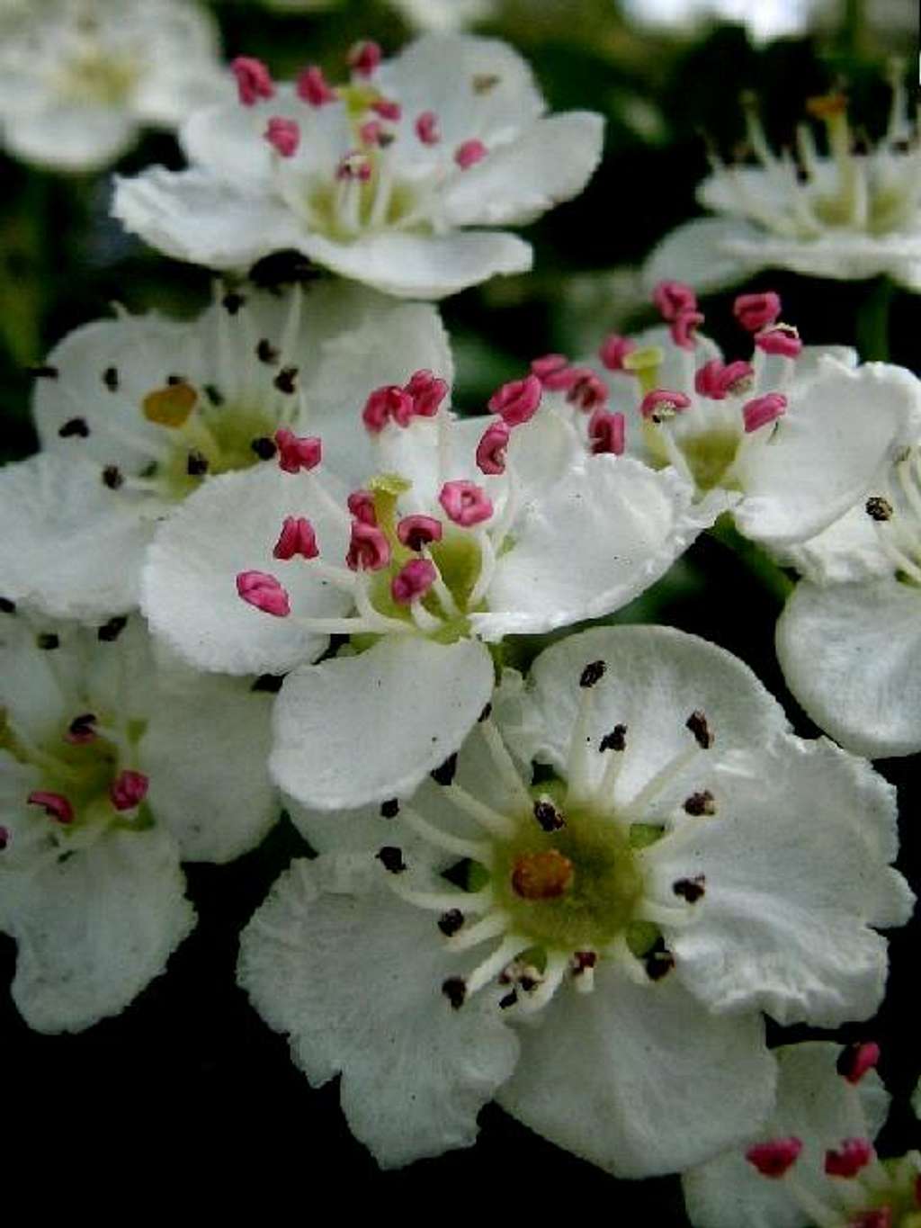 Blossoms of Common Hawthorn