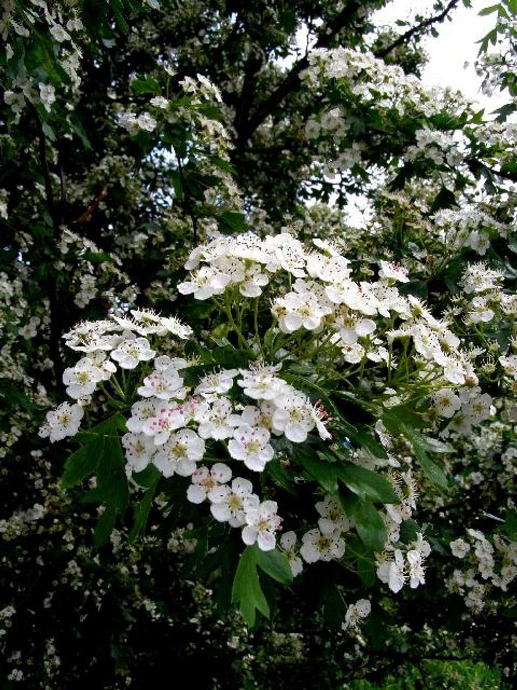 Common Hawthorn in Bloom