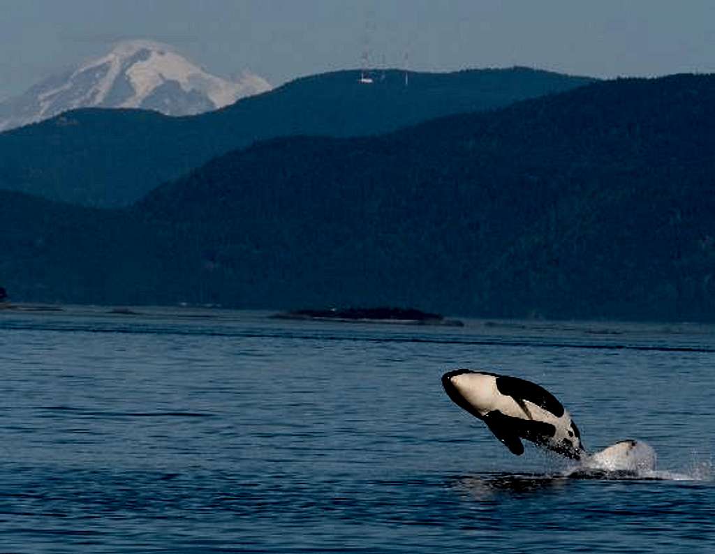 Killer whale breaches in front of Mount Baker