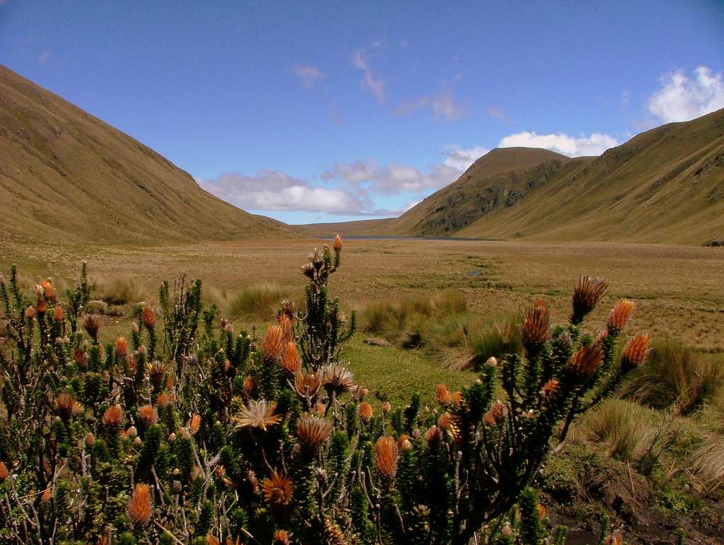 Inca Trail vegetation, Ecuador.