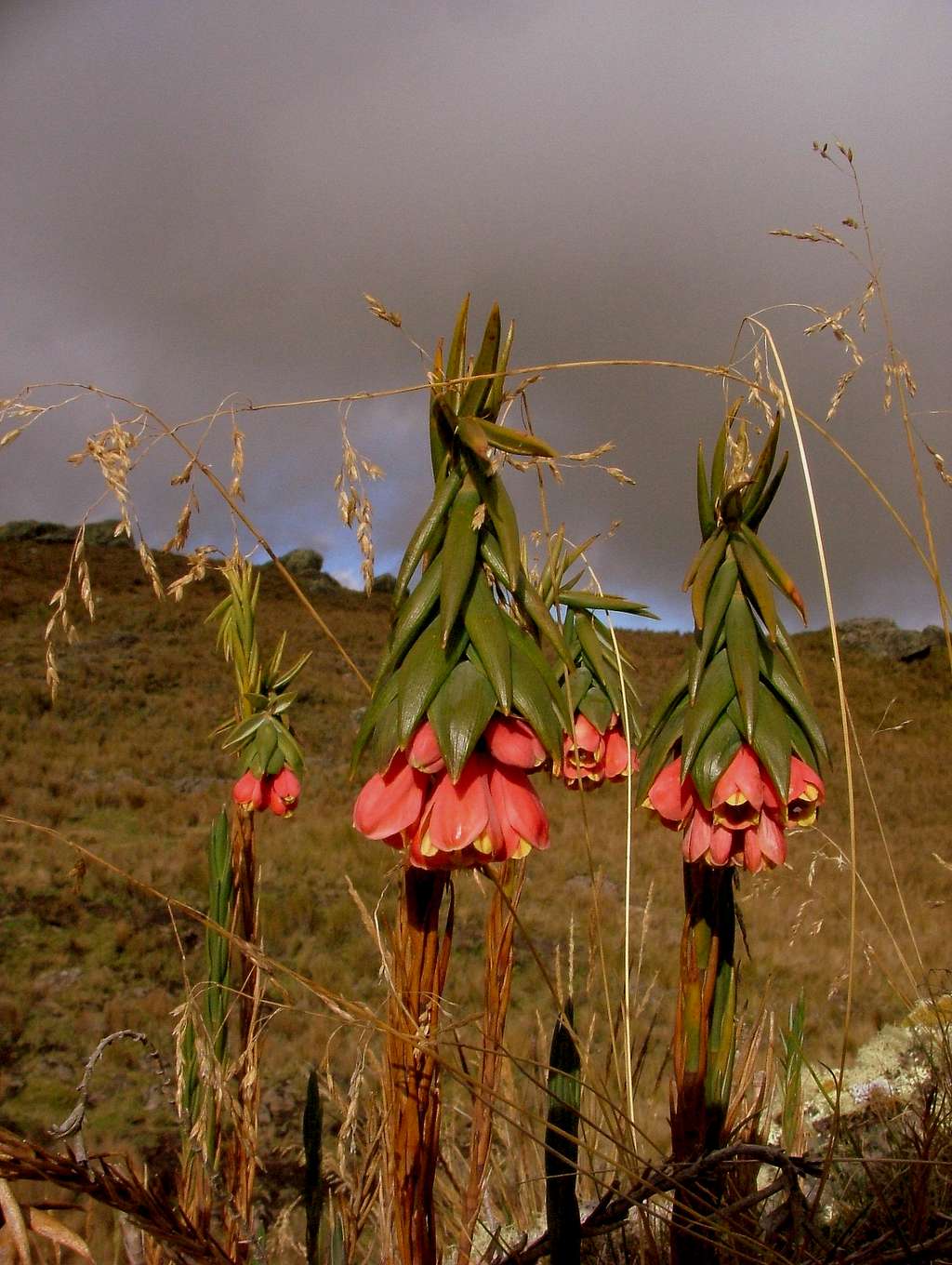 Inca Trail vegetation. Ecuador.