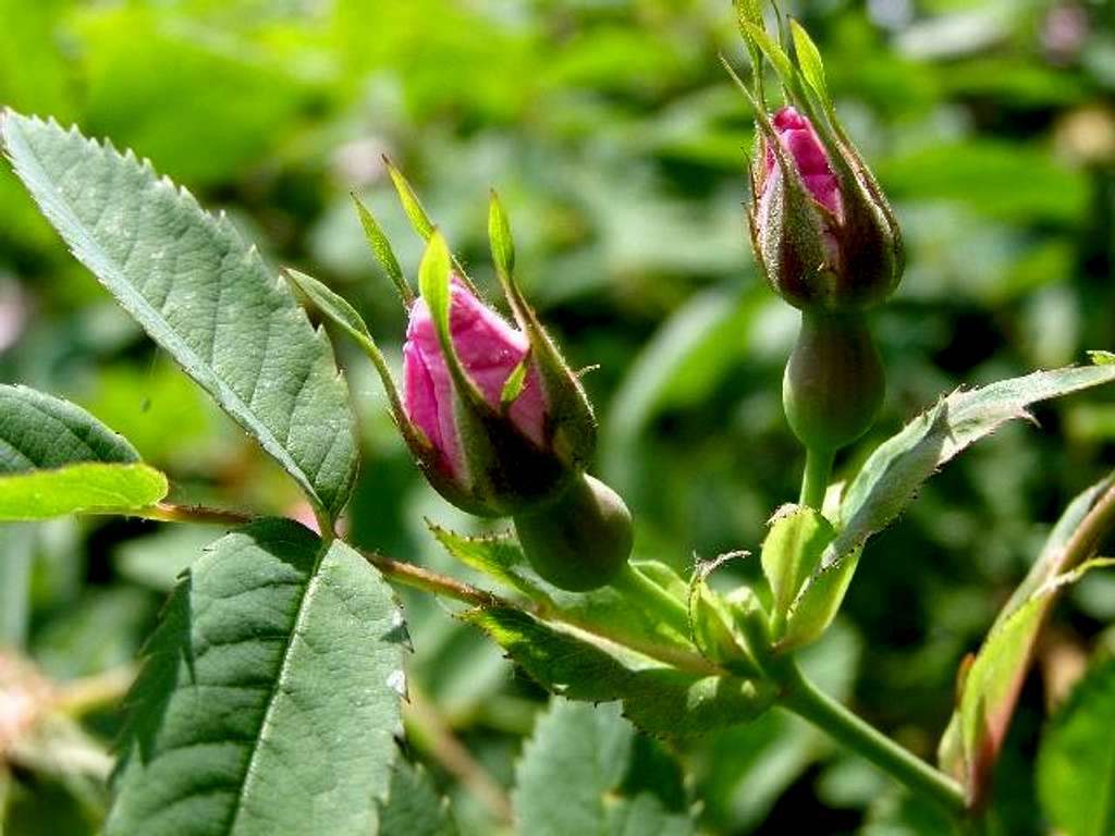 The Buds of Dog Rose