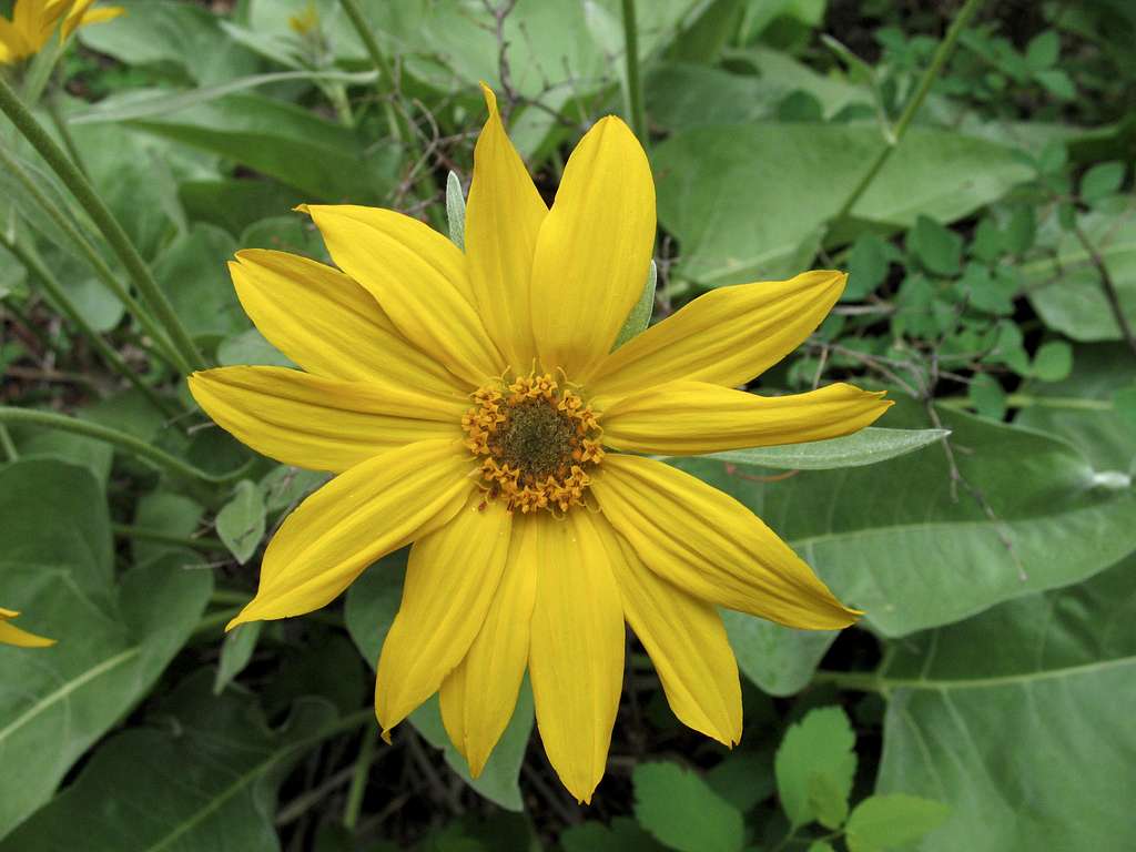 Yellow Wildflower