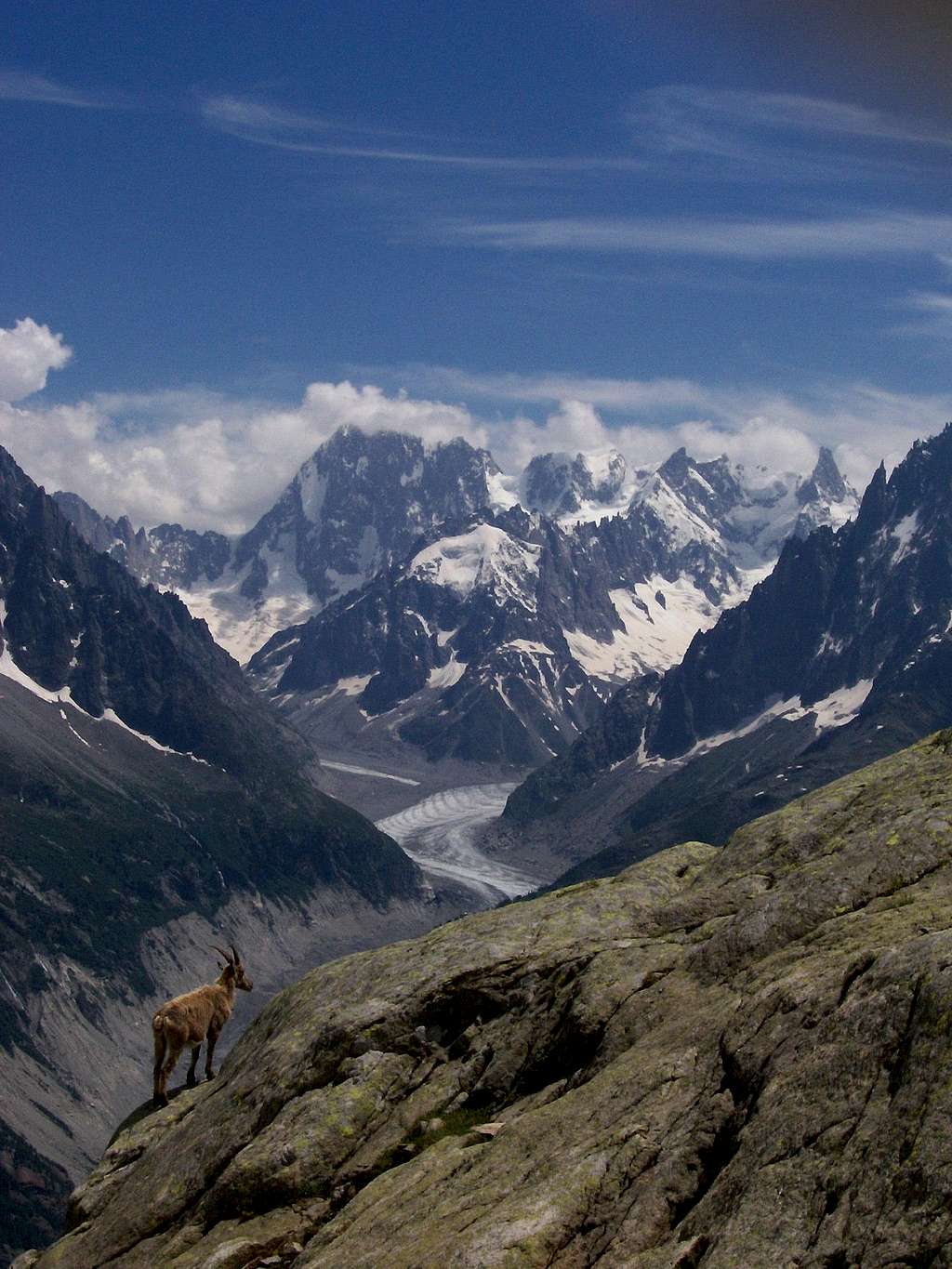 Mountain goat and Mt. Blanc Range In Background