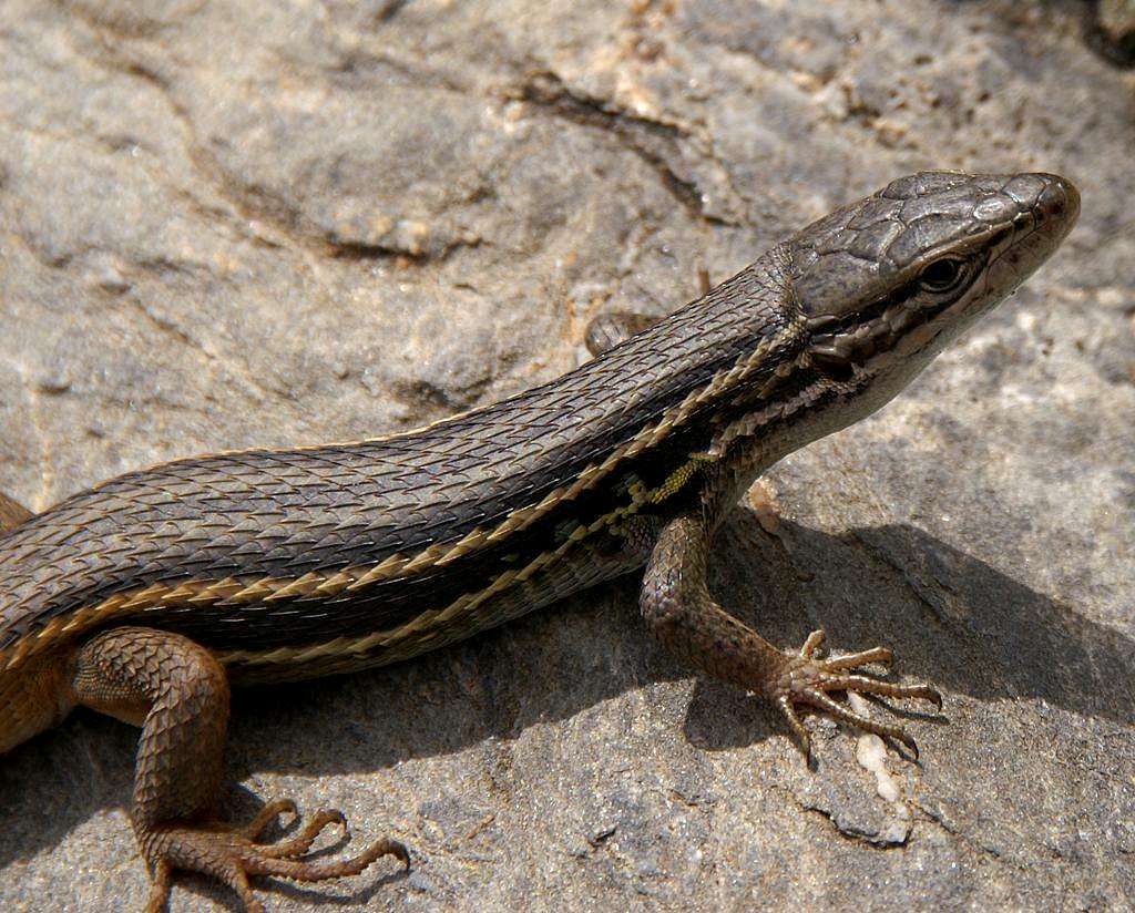 Lizard with heavy plating