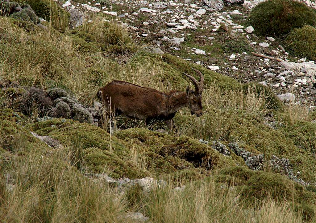 Male Ibex