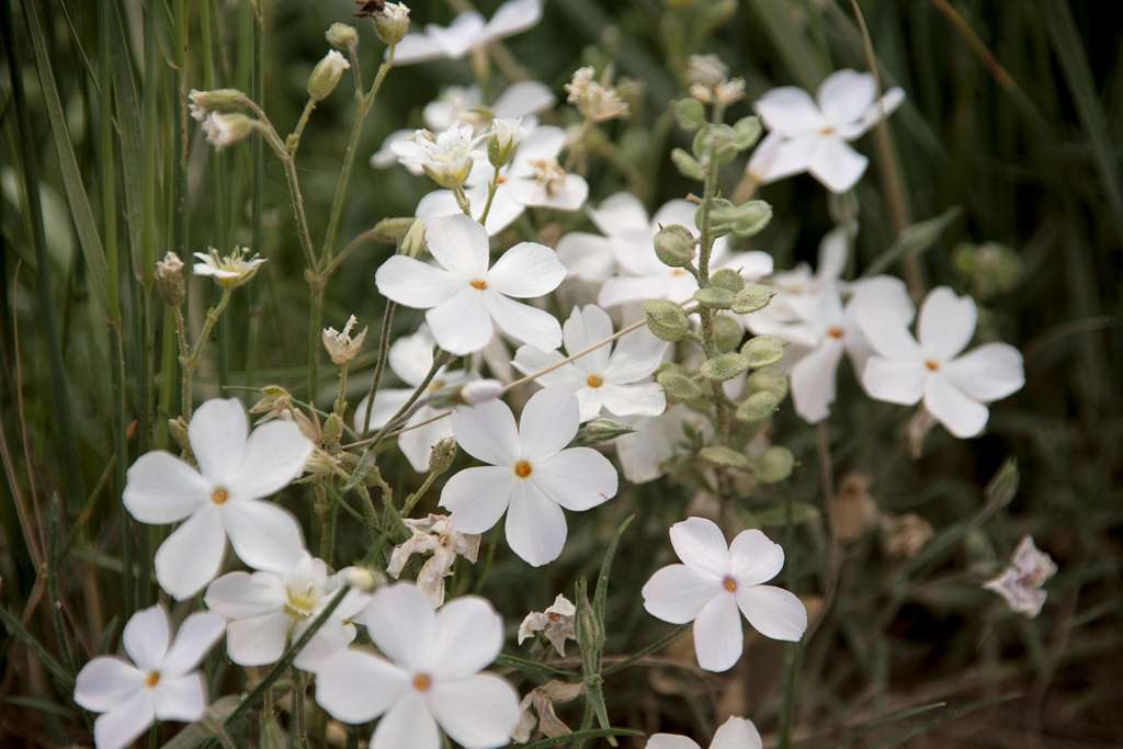 Rocky Mountain Phlox