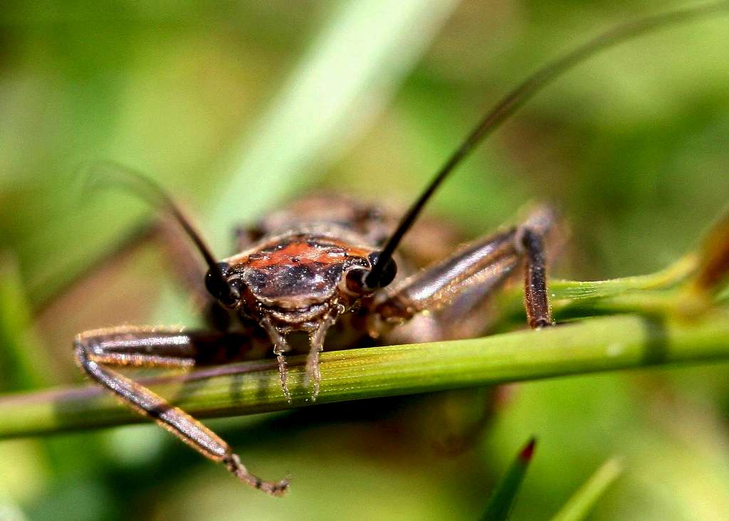 Stonefly <b><i>Dinocras cephalotes</b></i>