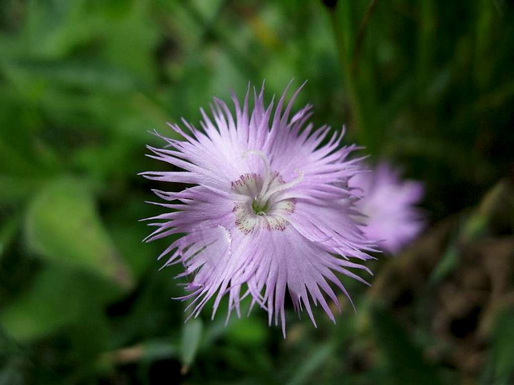 Beautiful alpine flower