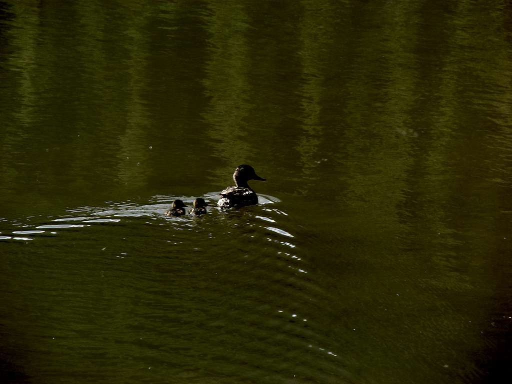 Stewart Creek Ducks