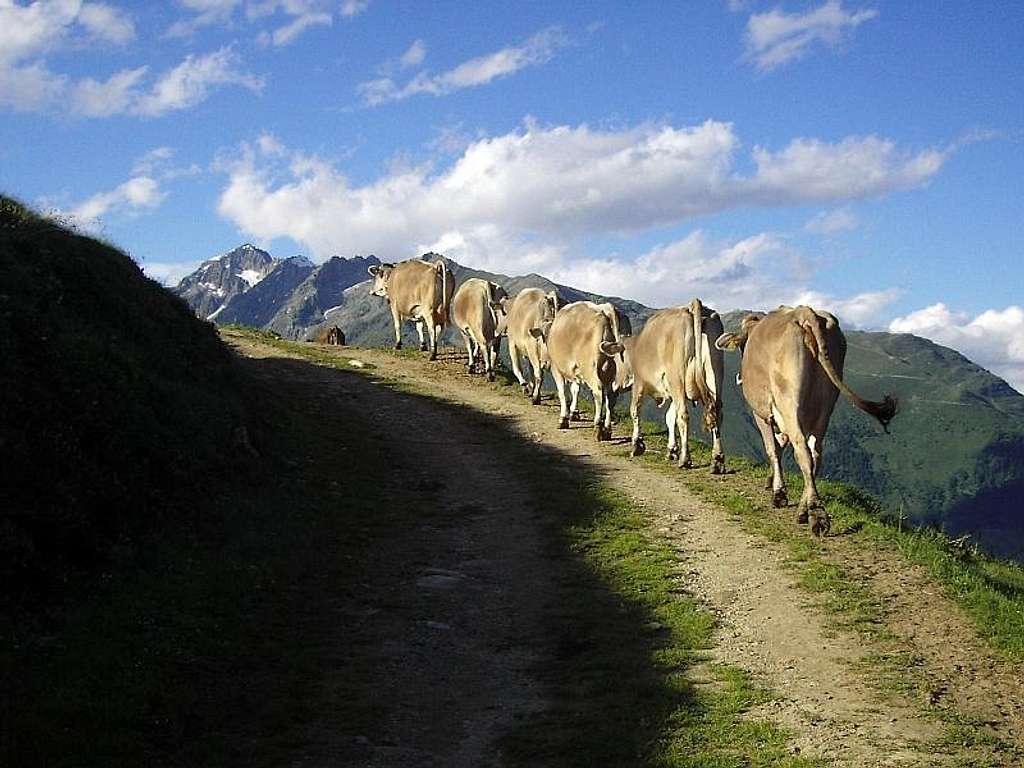 Cows behind Fiescheralp