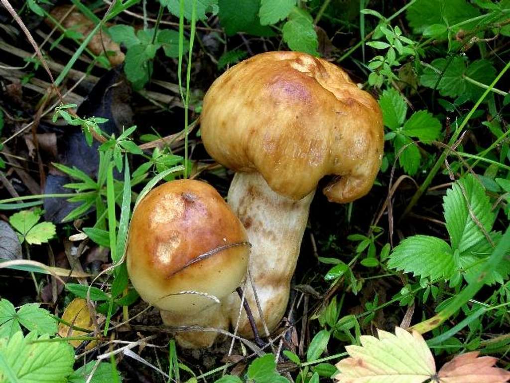 Stinking Russula