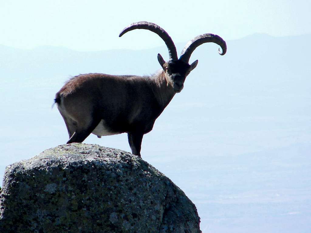 Ibex male in Gredos (Spain)