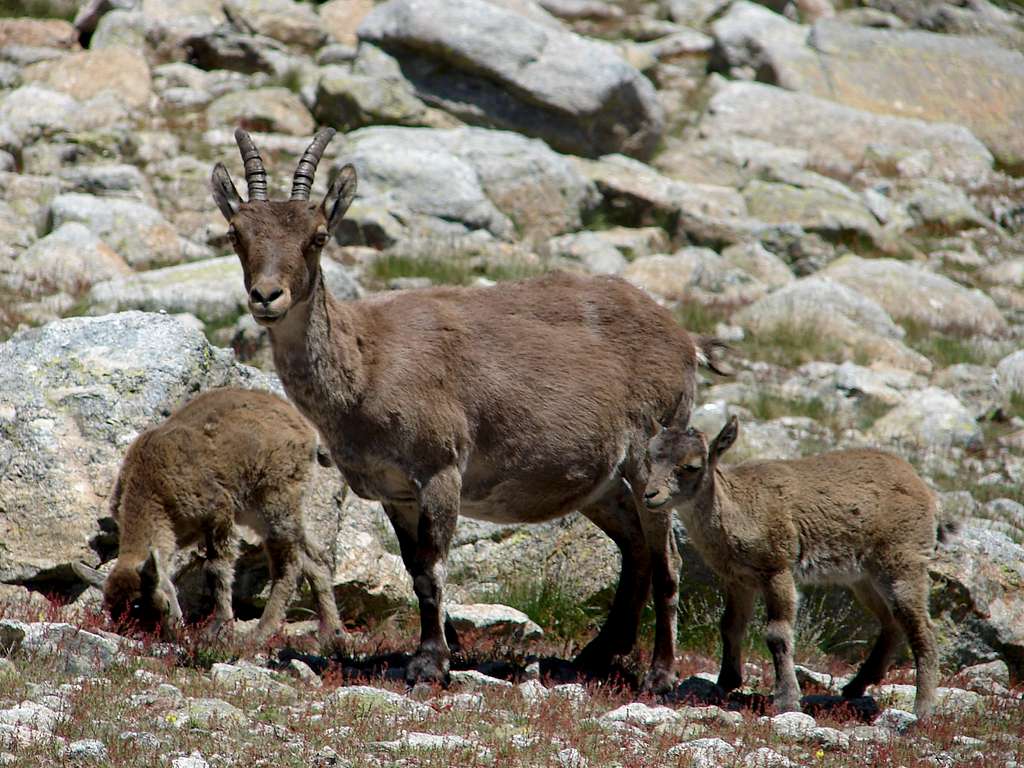 Ibex family picture in Gredos (Spain)
