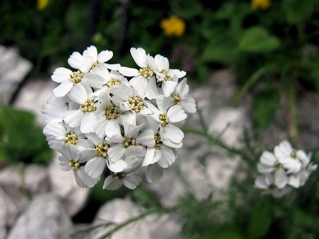 White alpine flowers