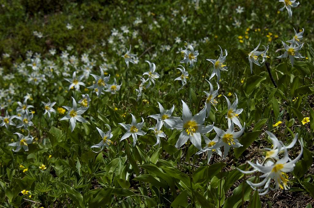 More Avalanche Lilies!