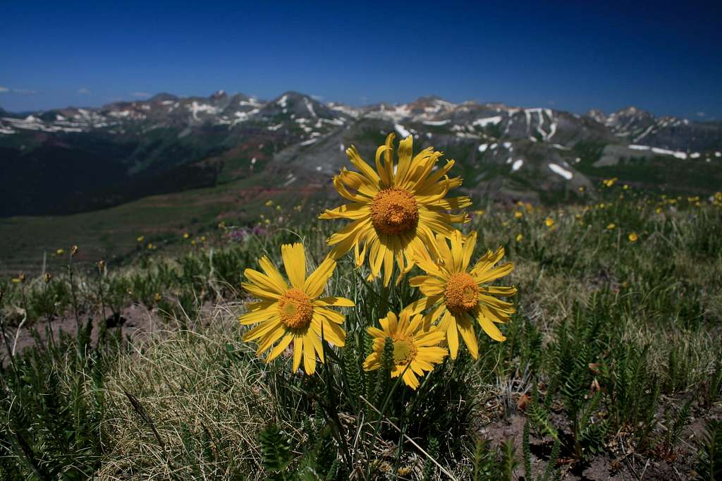 Wildflowers on the unnamed 12er