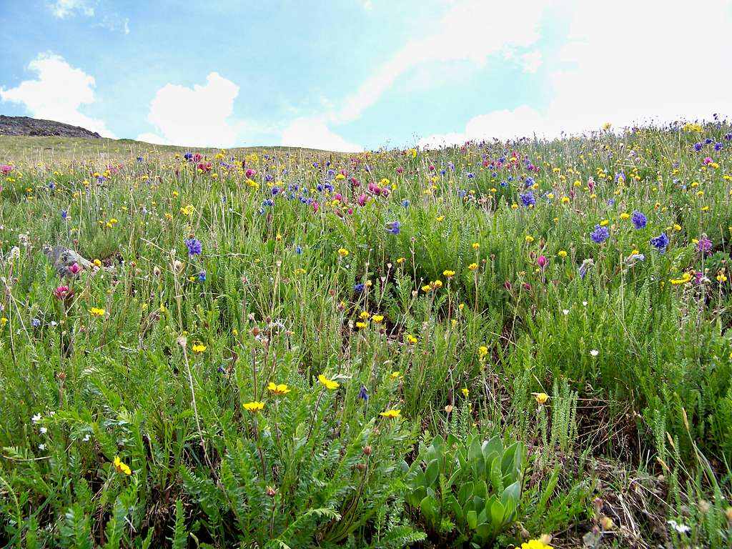 Carpet of wildflowers on Bonita Peak