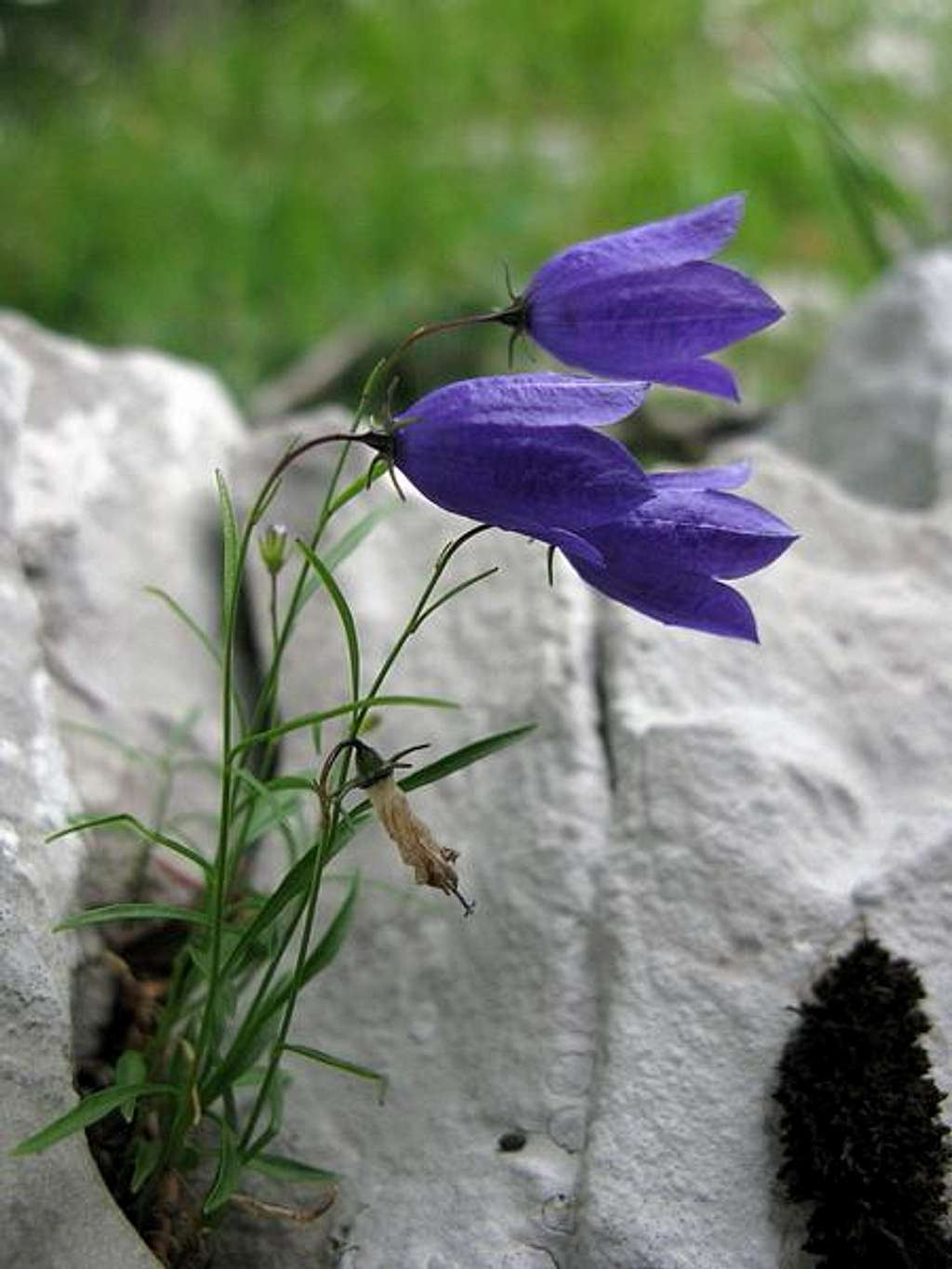 Grobnik Alps flowers
