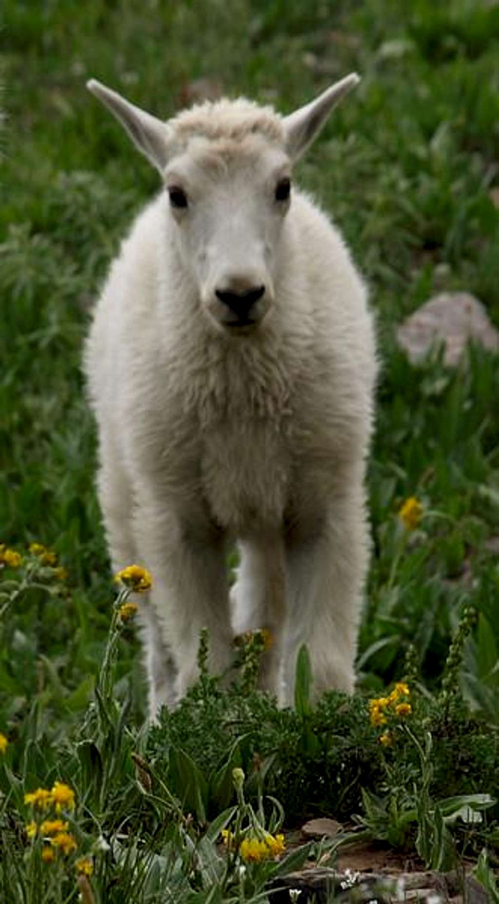 baby mountain goat