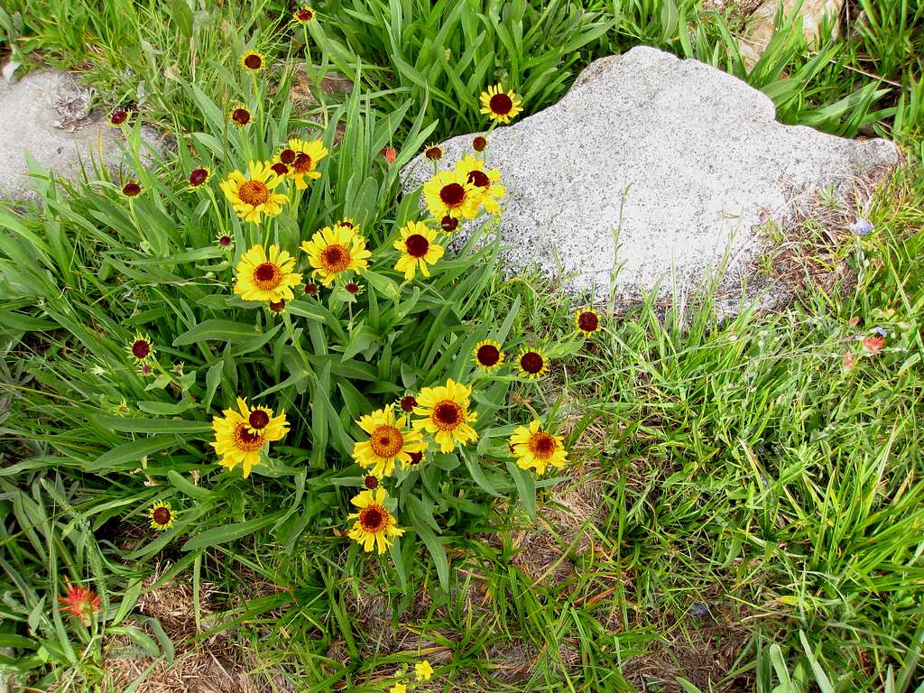 Sunflowers on trail to Sawtooth Trailhead