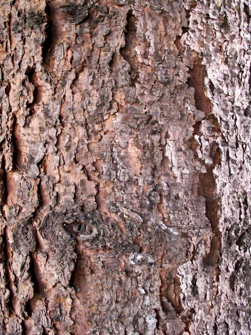Picea (Colorado Spruce) ...