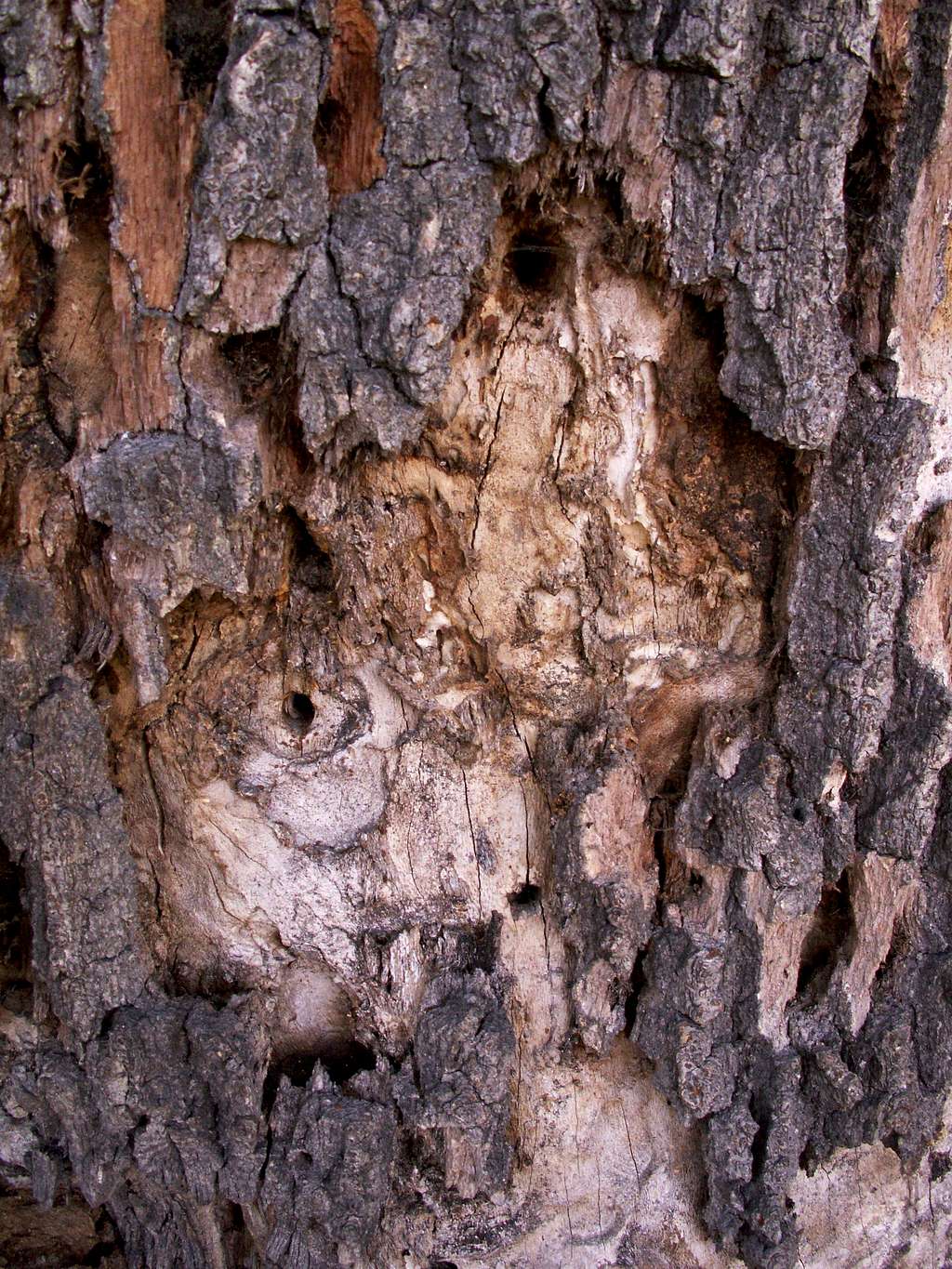 The bark and wood ...