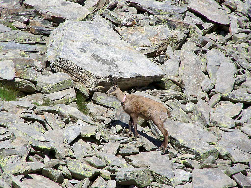Wounded chamois