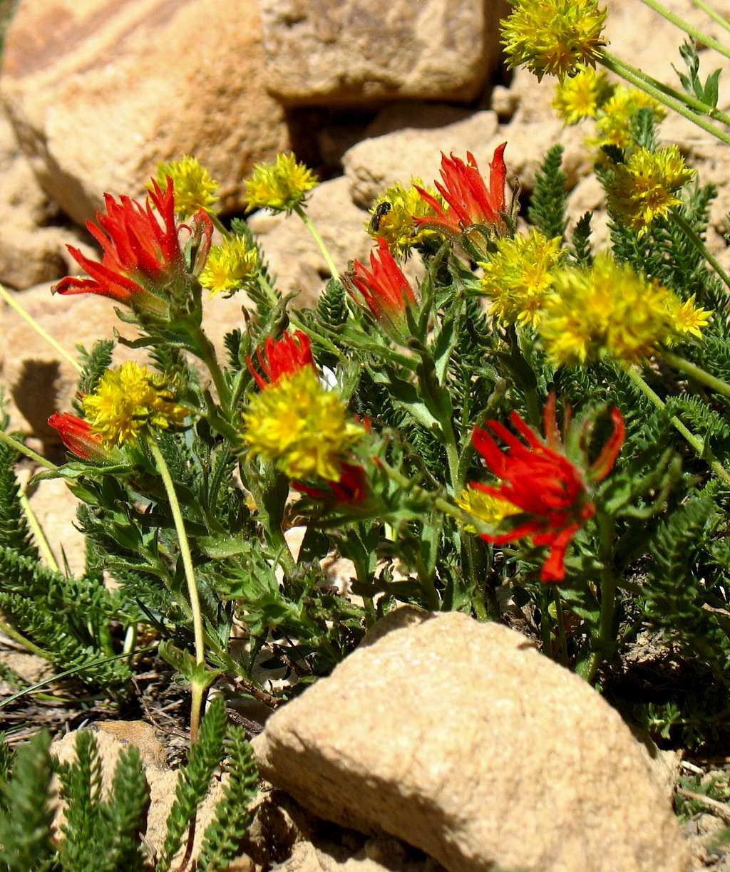 Bald Mountain Yellow & Red Wildflowers