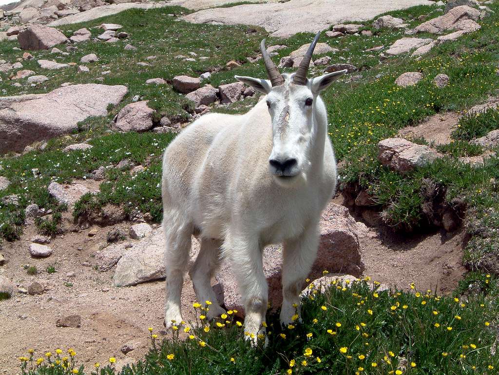 Mountain Goat