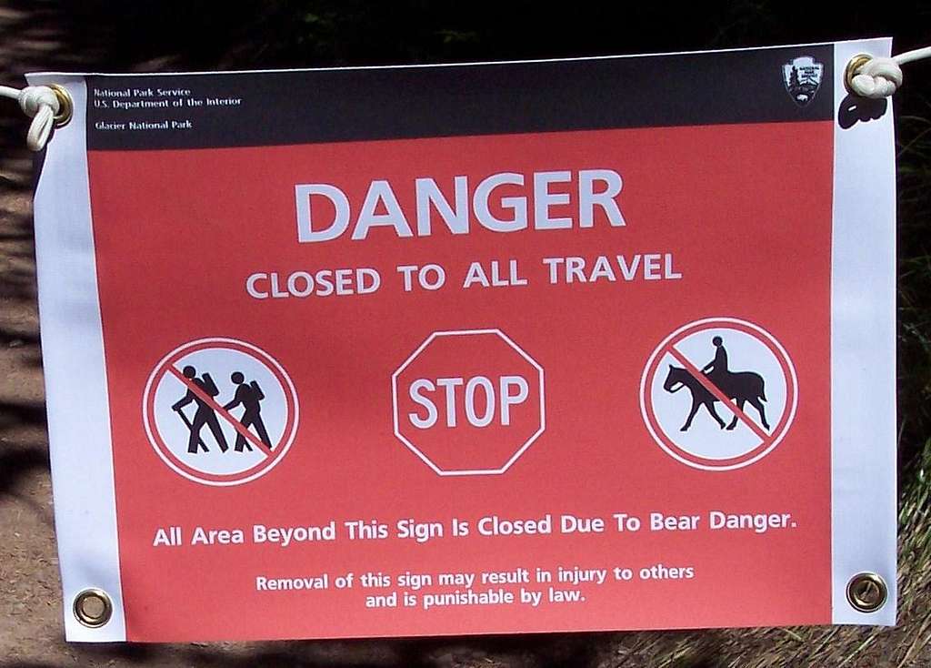 Bear Danger!