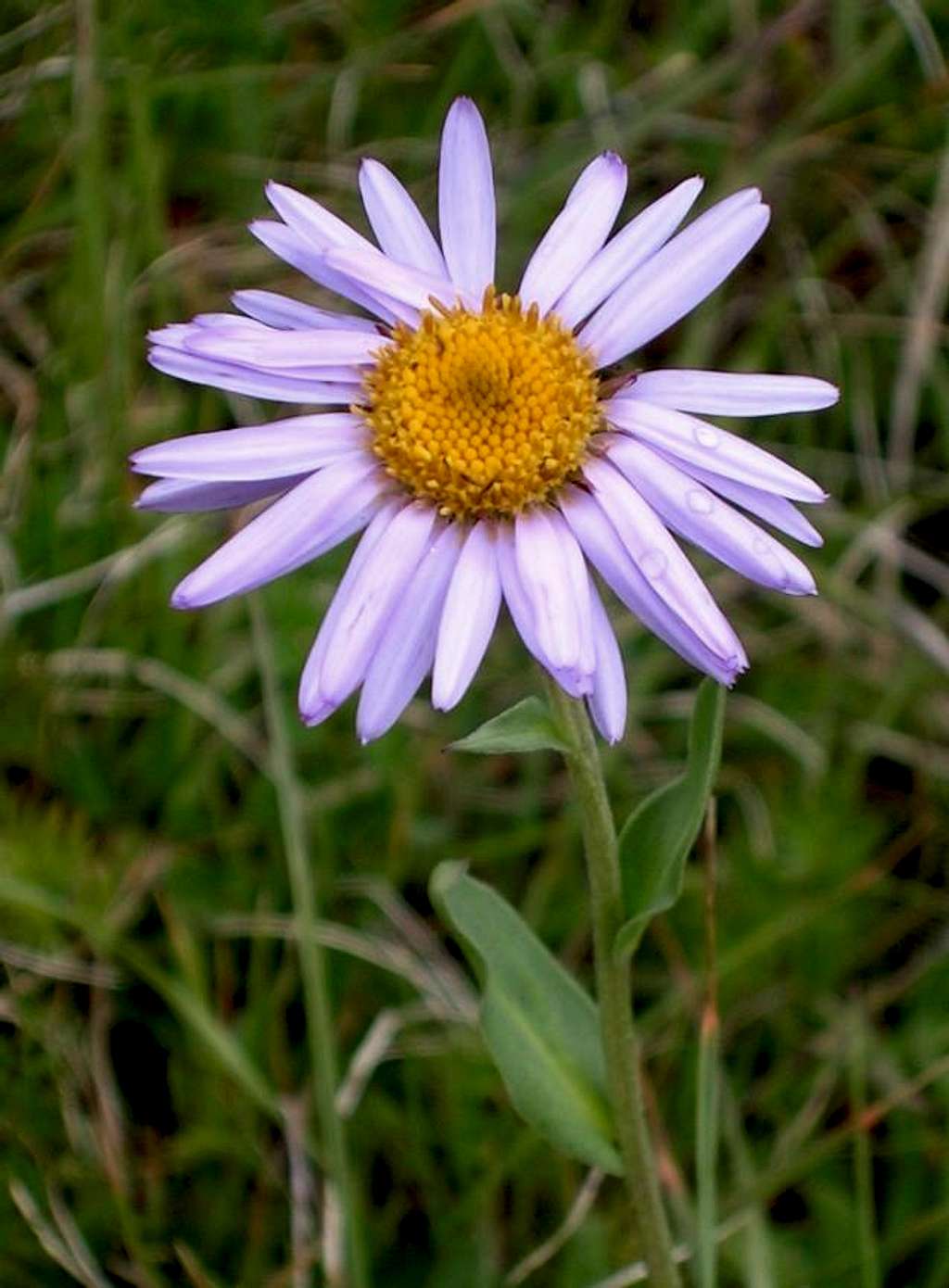 Parry's Aster