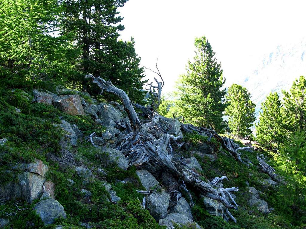 Forest at the Mattwaldhorn