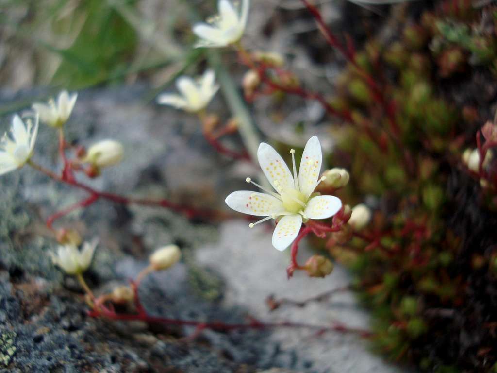 delicate flower near Tomyhoi Peak