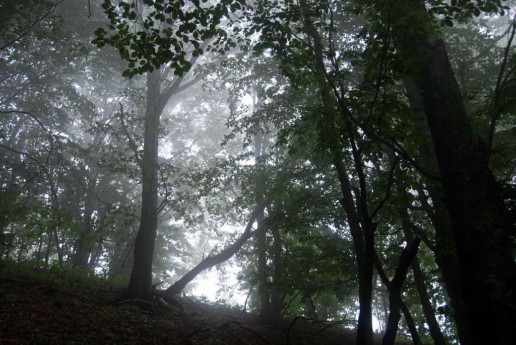 A Forest near Mount Buio