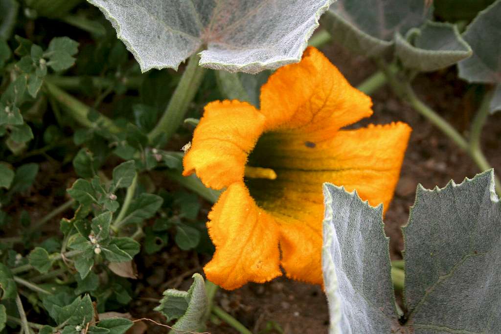 Buffalo Gourd (flower)