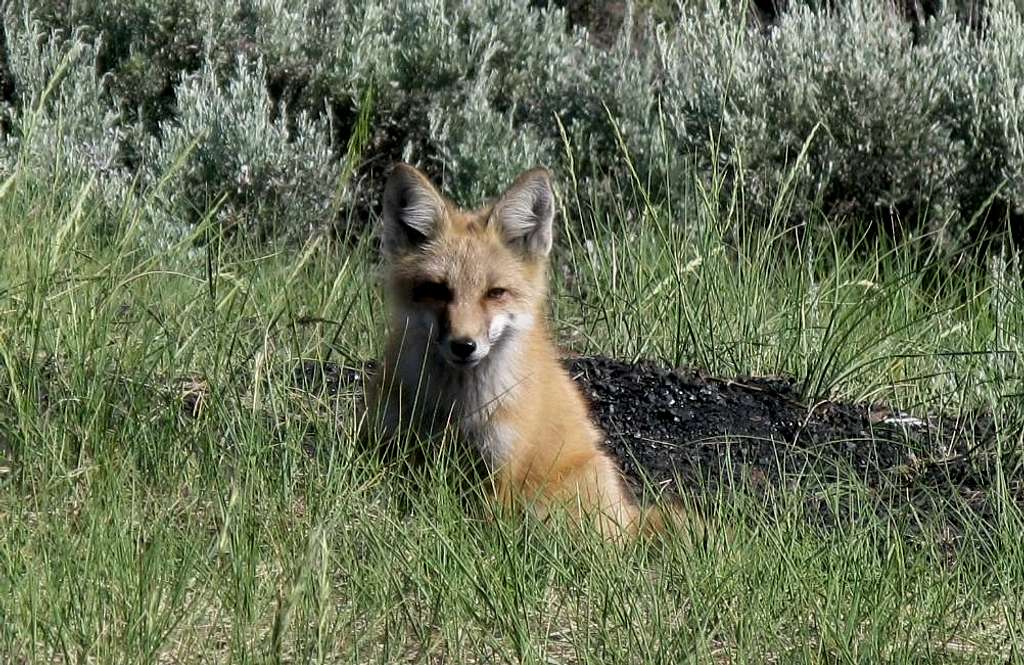 Leadville Fox