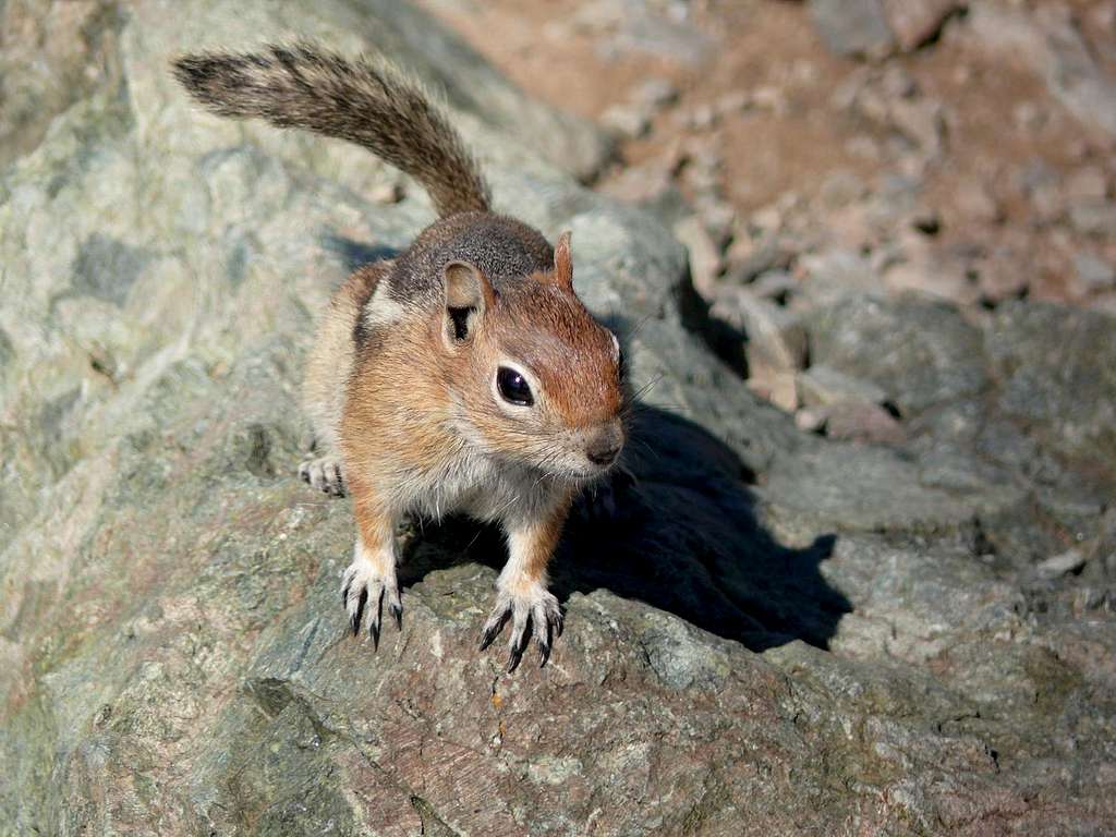 summit squirrel