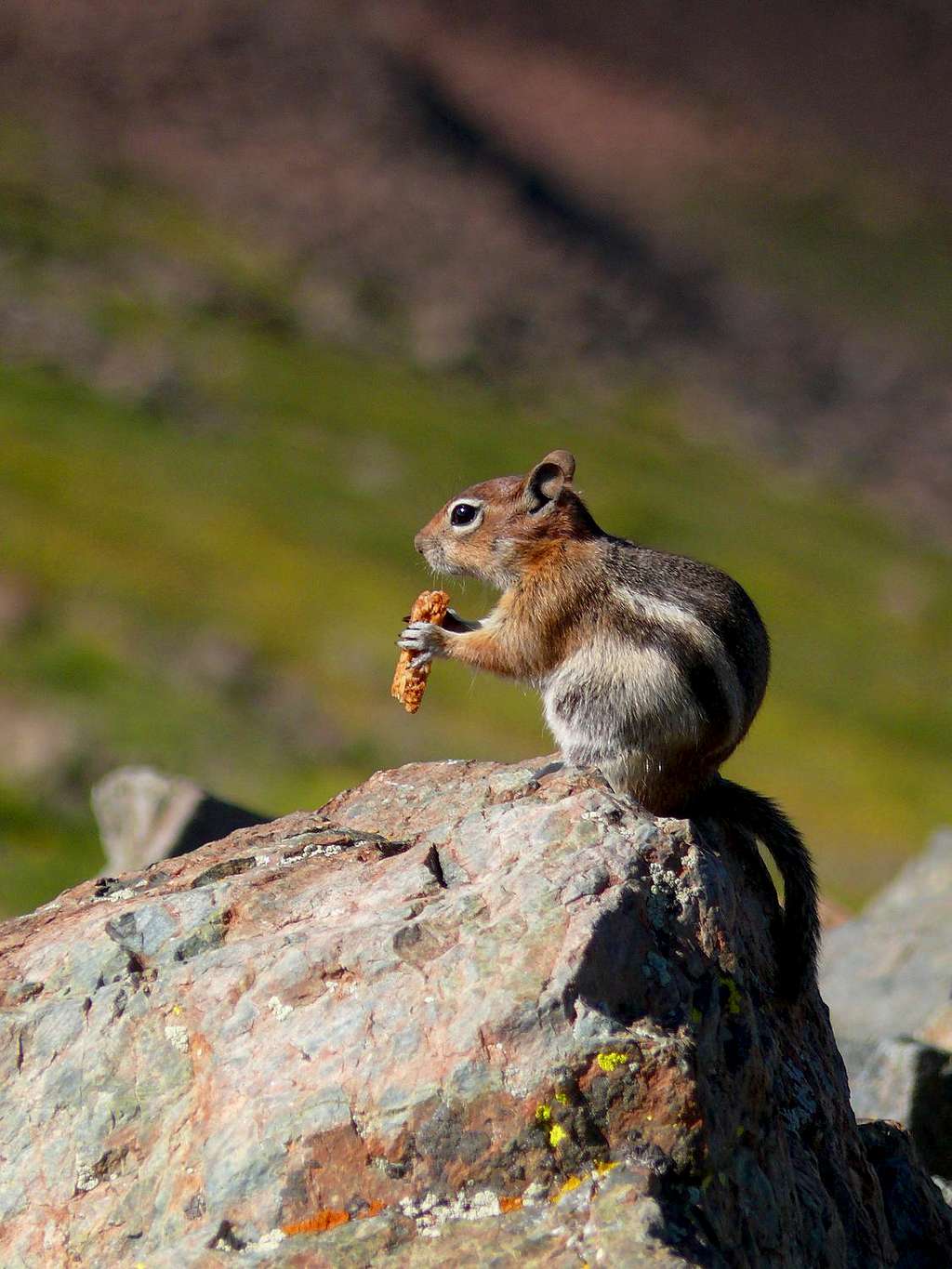 summit  golden mantel ground squirrel