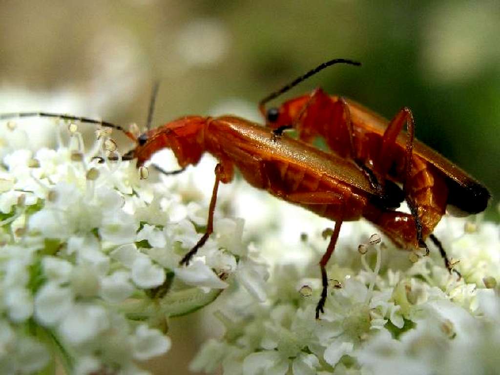 A Pair of Red Soldier Beetles