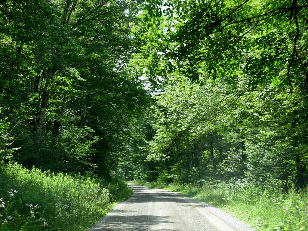Forest Road in Allegheny Mountains