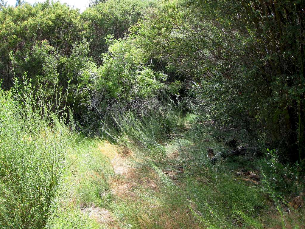 Overgrown Route to Barley Flats