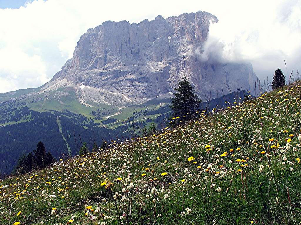 Flower Meadow and Langkofel