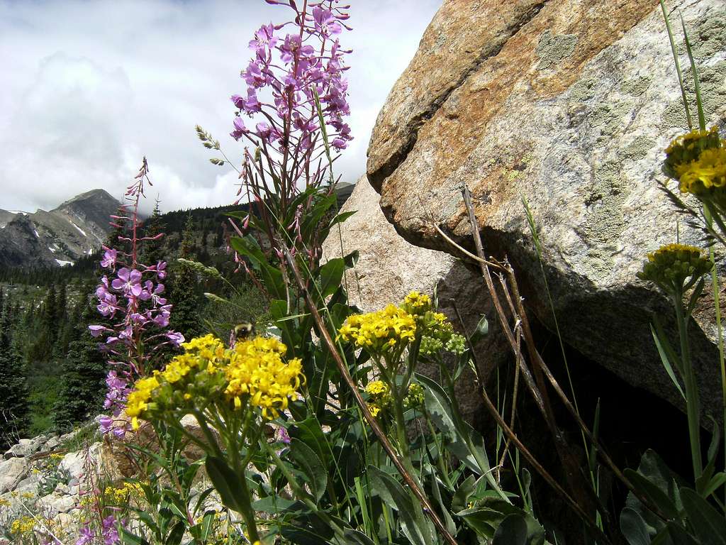 Wildflowers Near Mt. Bancroft