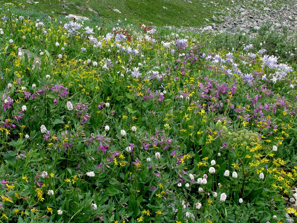 Mountain Flowers - Three Apostle Basin