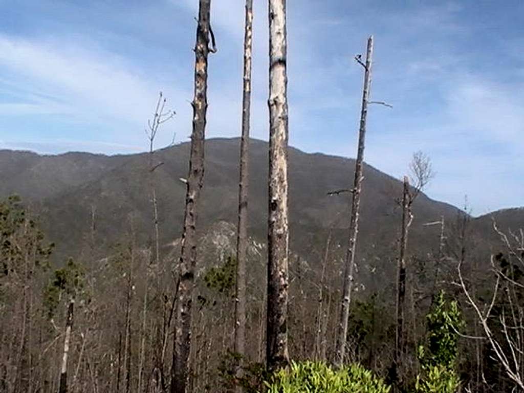 Burnt Forests
