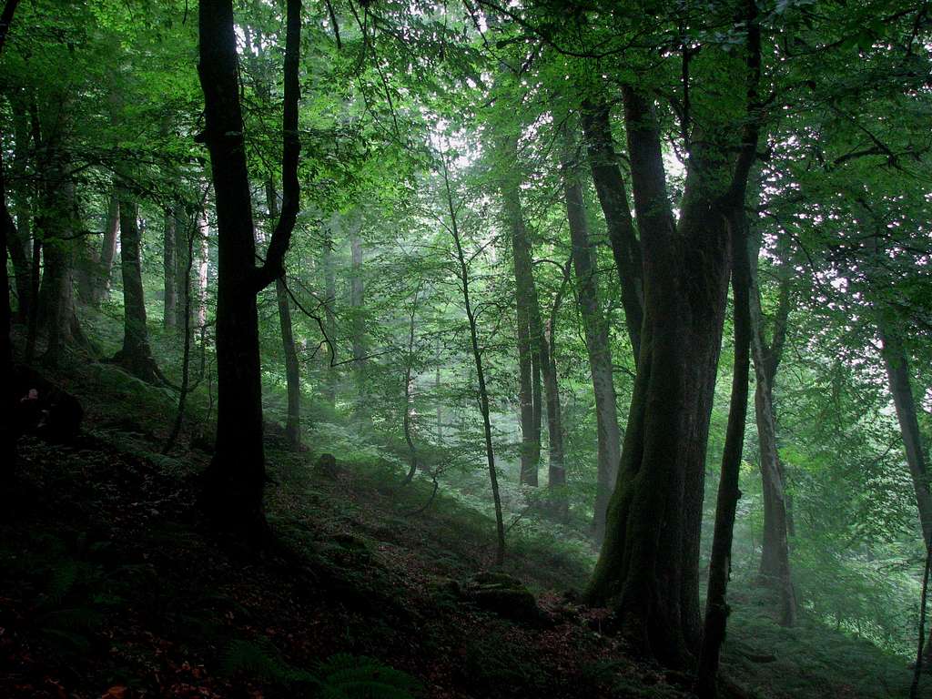 Namak abrood forest