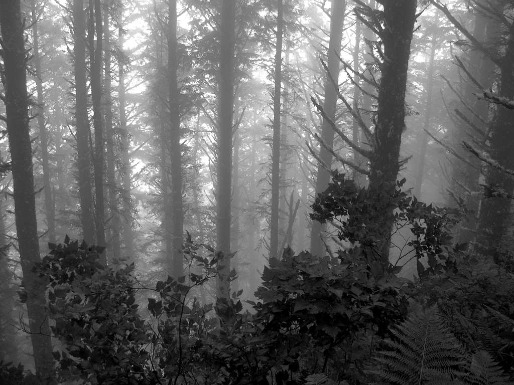 Fog and Trees, Cape Lookout Trail