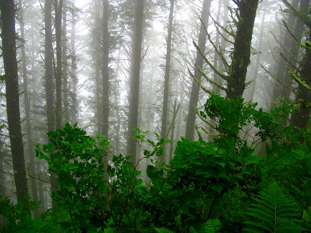 Foggy and Rainy, Cape Lookout Trail