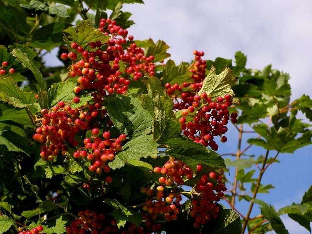 The Fruits of European Cranberrybush